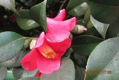 Camelia