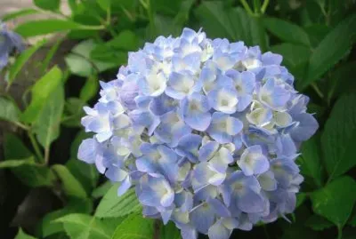 hortensia jigsaw puzzle