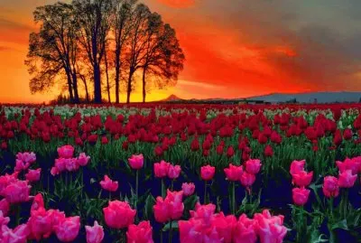 Natureza