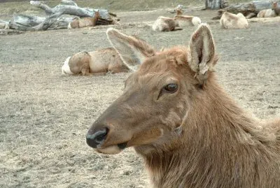 Sitka Black Tail Deer at AK Wildlife Center