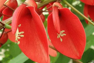 flor del ceibo