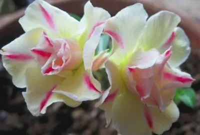 rosa 3 jigsaw puzzle