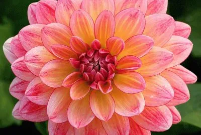 פאזל של dalia1