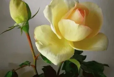 פאזל של flores