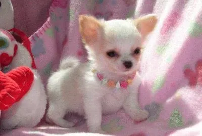 perrito