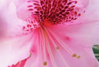 azalea jigsaw puzzle