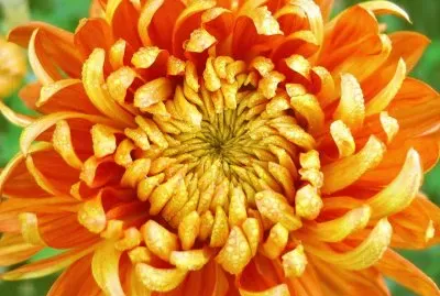 פאזל של crisantemo