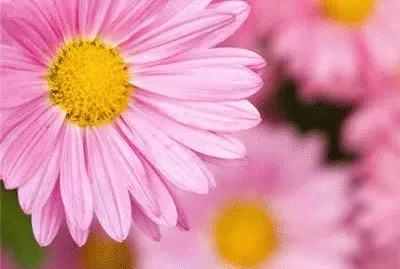 margarita1 jigsaw puzzle