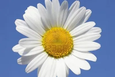 margarita jigsaw puzzle