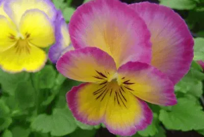 pensamiento jigsaw puzzle