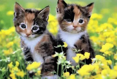 gatos