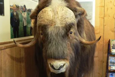 Musk Ox at Farm, Palmer, AK