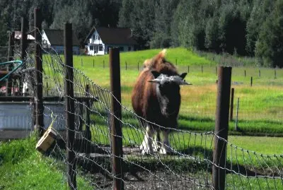 Musk Ox Walking the Fence Palmer Alaska