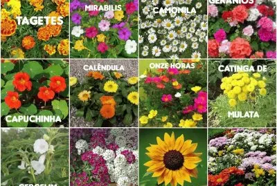 Coletânea de Flores