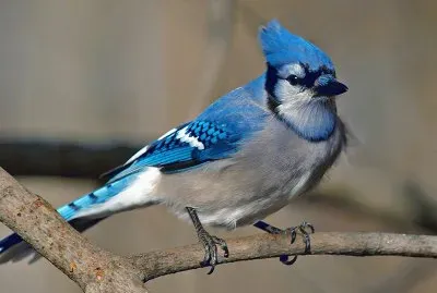 cyanocitta cristata