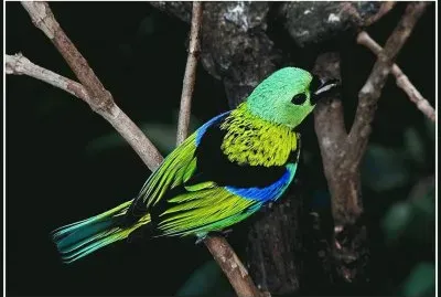 saira siete colores jigsaw puzzle