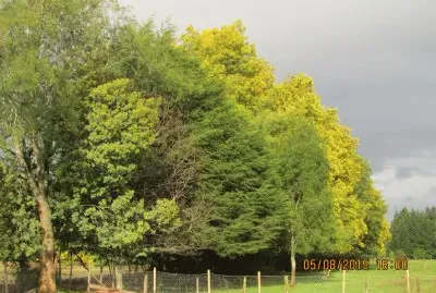 Aromos y Pinos