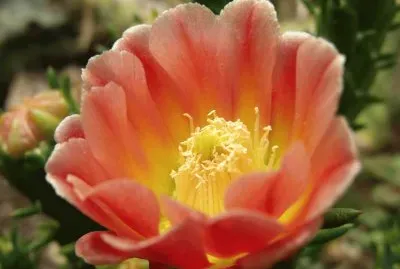 flor de cactus jigsaw puzzle