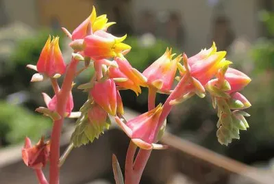 flor de cactus 4