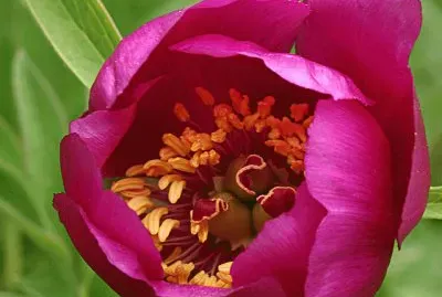 peonia jigsaw puzzle