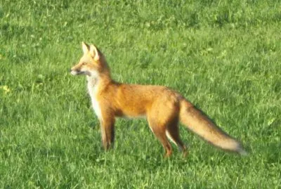 Red fox dropped by to say hi ...