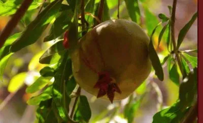 ×¨×™×ž×•×Ÿ jigsaw puzzle