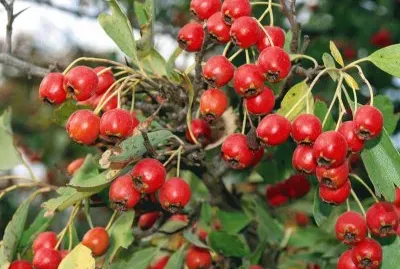 Azzeruolo jigsaw puzzle