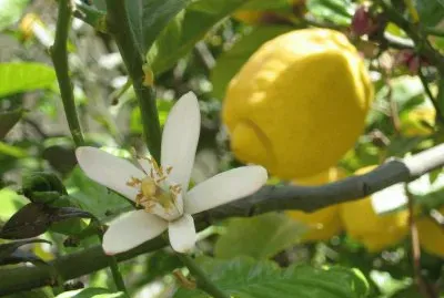 bergamotto