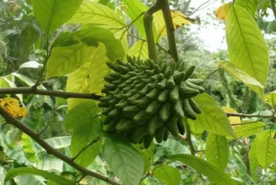 פאזל של biriba