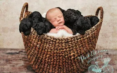 פאזל של ×ª×™× ×•×§