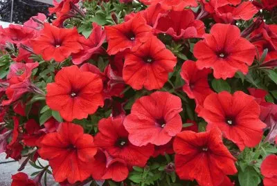 petunia jigsaw puzzle