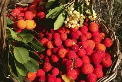 corbezzolo jigsaw puzzle