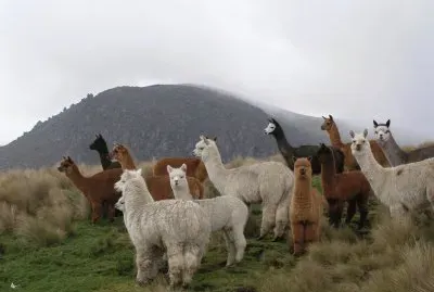 alpaca