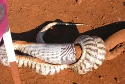 serpiente