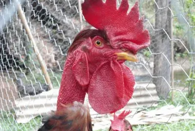 Galo