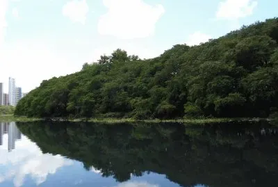 Rio Refletindo a Mata