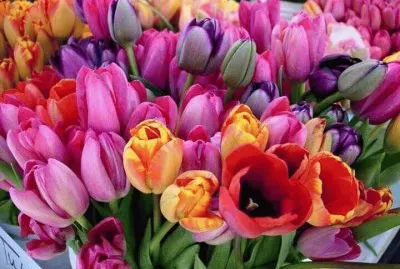 Dutch Tulips