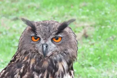 ×™× ×©×•×£ jigsaw puzzle