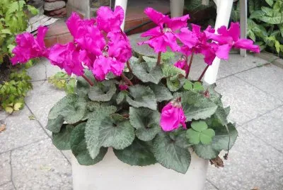 Violetas de los Alpes