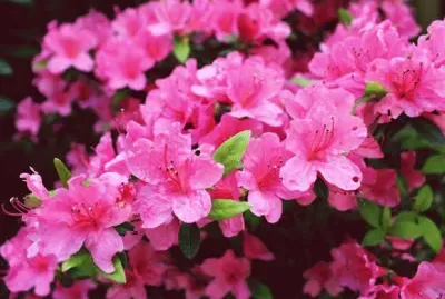 azalea jigsaw puzzle