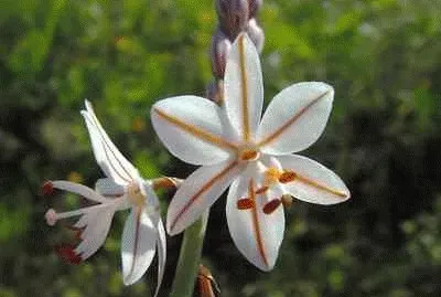 asfodelo jigsaw puzzle