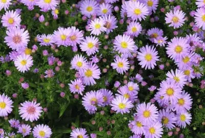 aster jigsaw puzzle