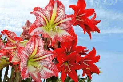 amarillide jigsaw puzzle