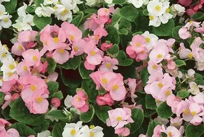 begonia jigsaw puzzle