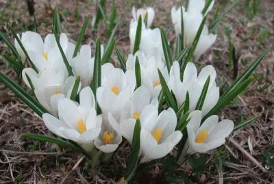 bucaneve jigsaw puzzle