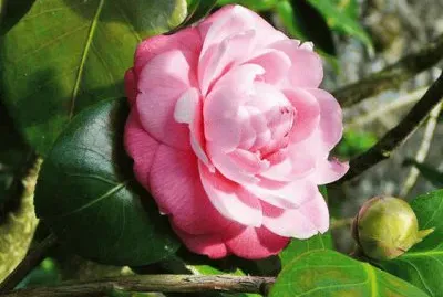 camelia