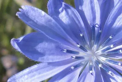 cicoria