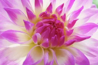 dalia