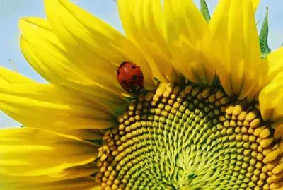 girasole