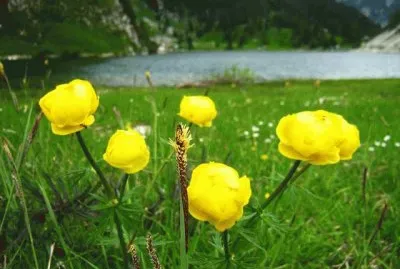 botton d 'oro
